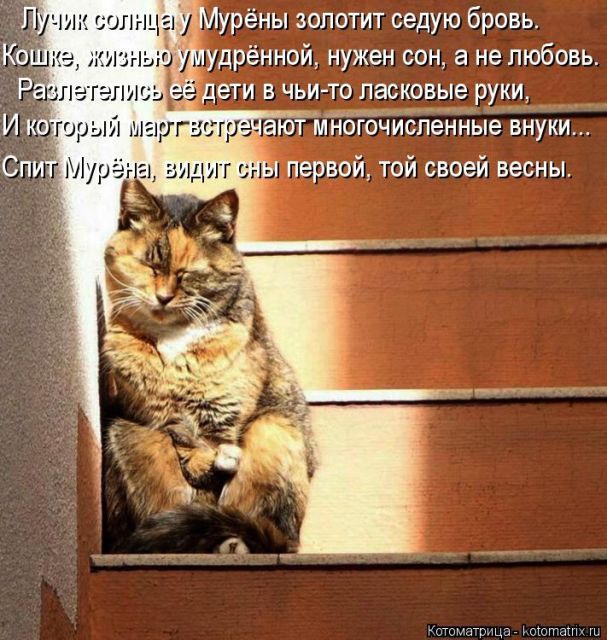 Лучшие котоматрицы недели