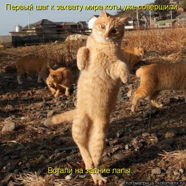 Лучшие котоматрицы недели