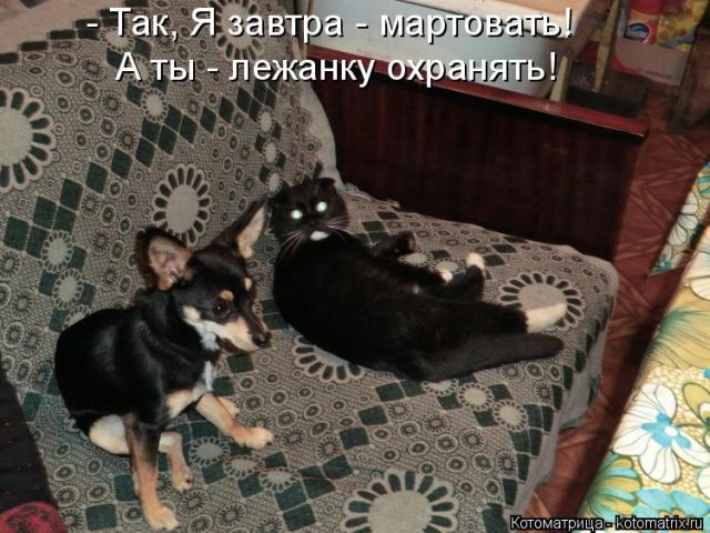 Лучшие котоматрицы недели