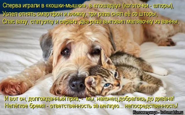 Лучшие котоматрицы недели