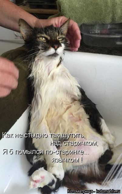 Лучшие котоматрицы недели