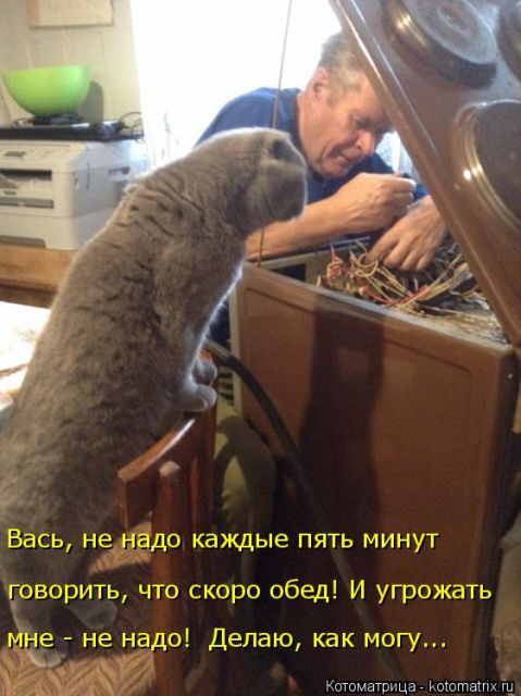 Лучшие котоматрицы недели