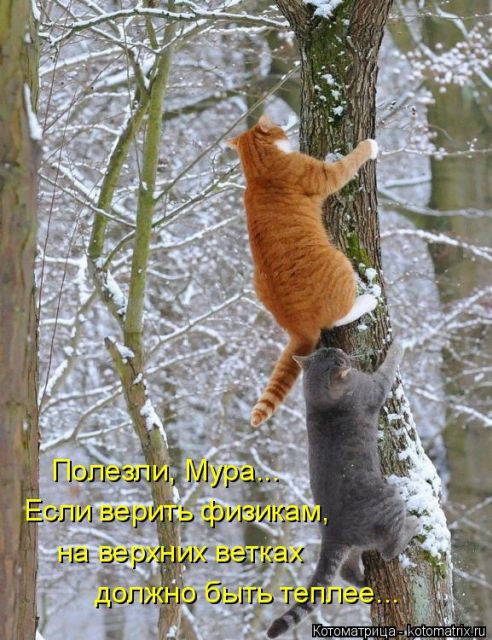 Лучшие котоматрицы недели