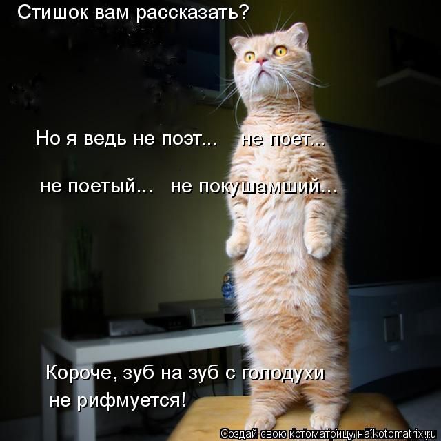Лучшие котоматрицы недели