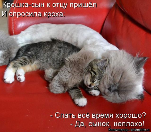 Лучшие котоматрицы недели