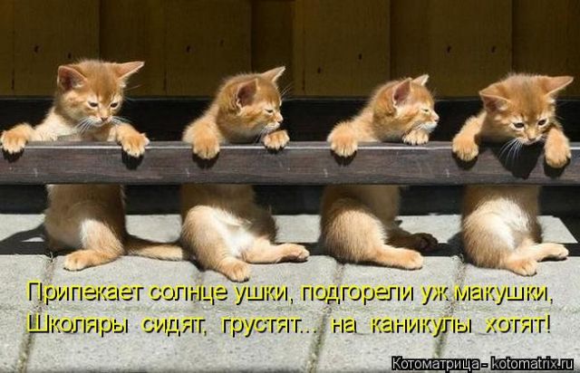 Лучшие котоматрицы недели