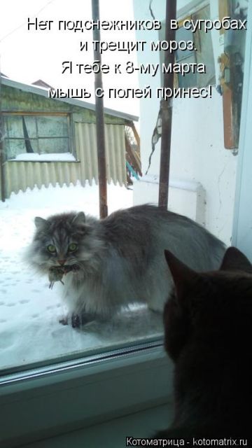 Лучшие котоматрицы недели