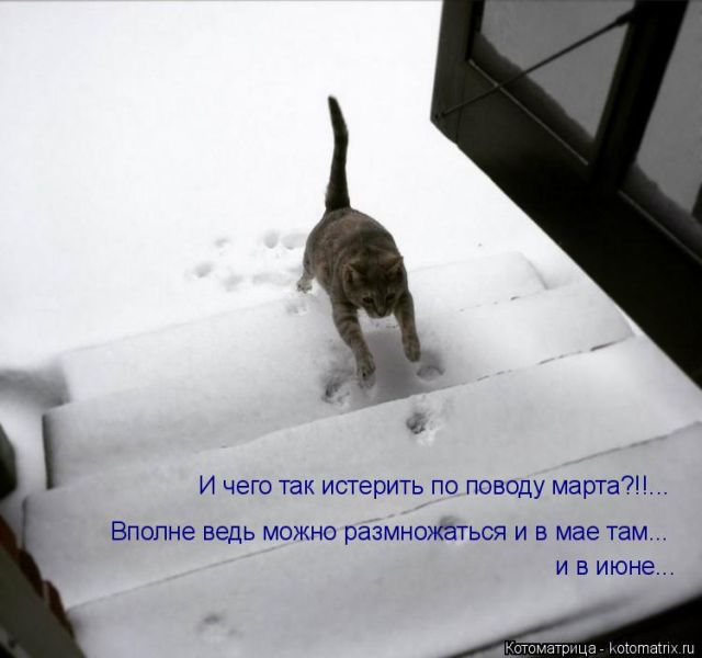 Лучшие котоматрицы недели