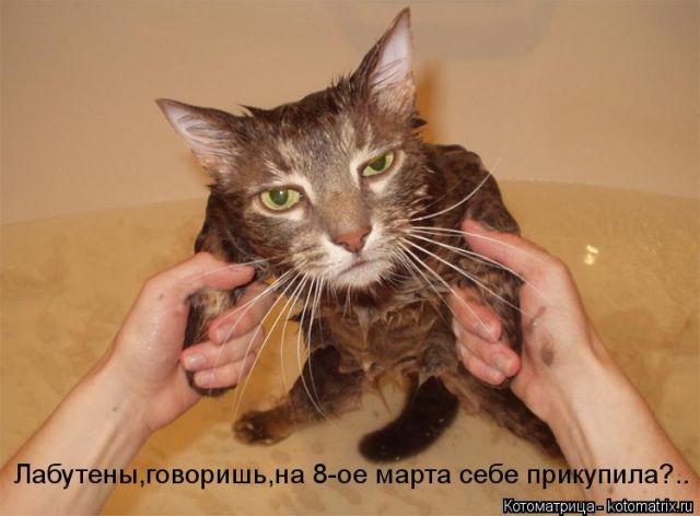 Лучшие котоматрицы недели