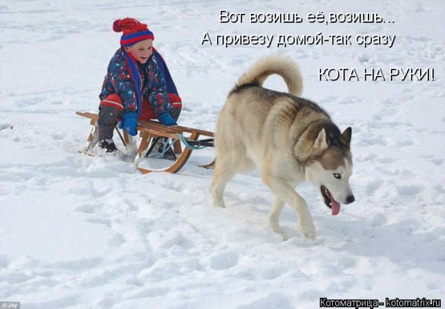 Лучшие котоматрицы недели