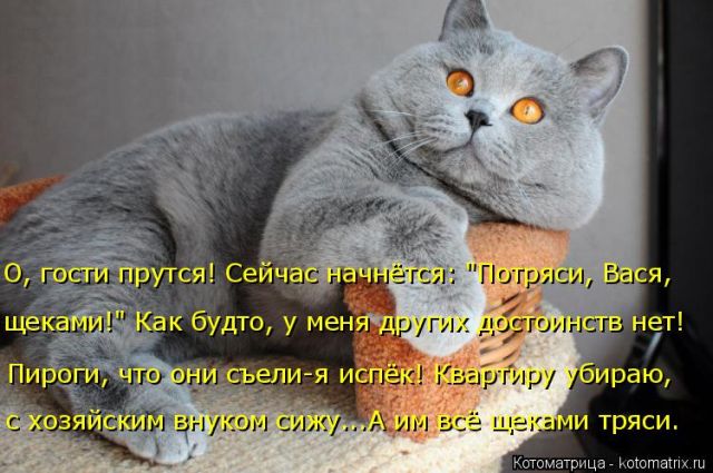Лучшие котоматрицы недели
