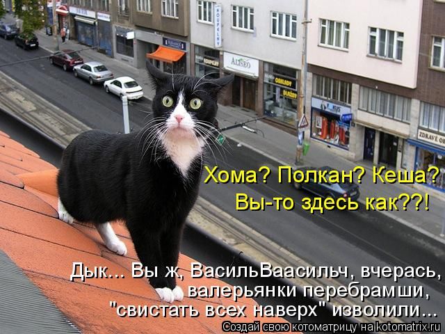 Лучшие котоматрицы недели