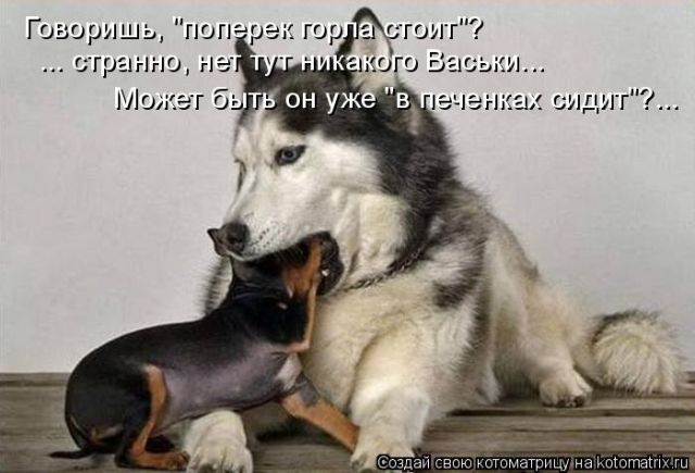 Лучшие котоматрицы недели