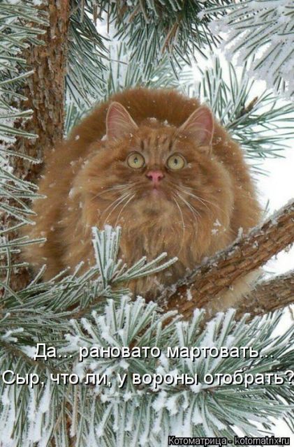 Лучшие котоматрицы недели