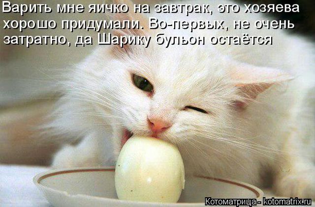 Лучшие котоматрицы недели