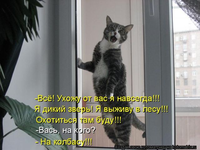 Лучшие котоматрицы недели