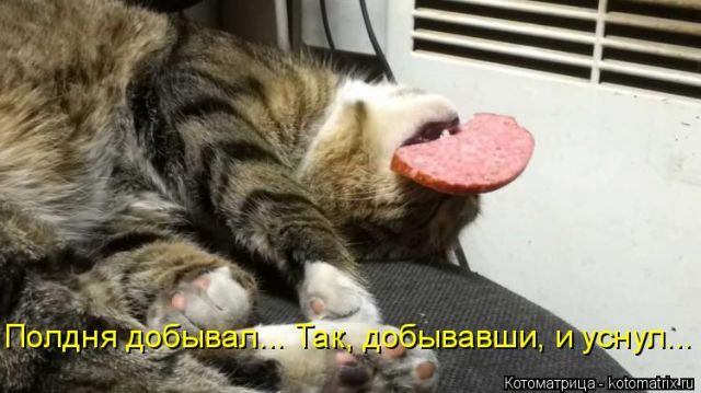 Лучшие котоматрицы недели