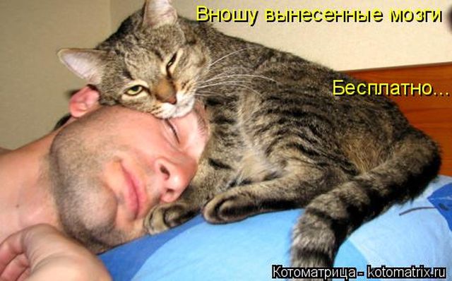 Лучшие котоматрицы недели