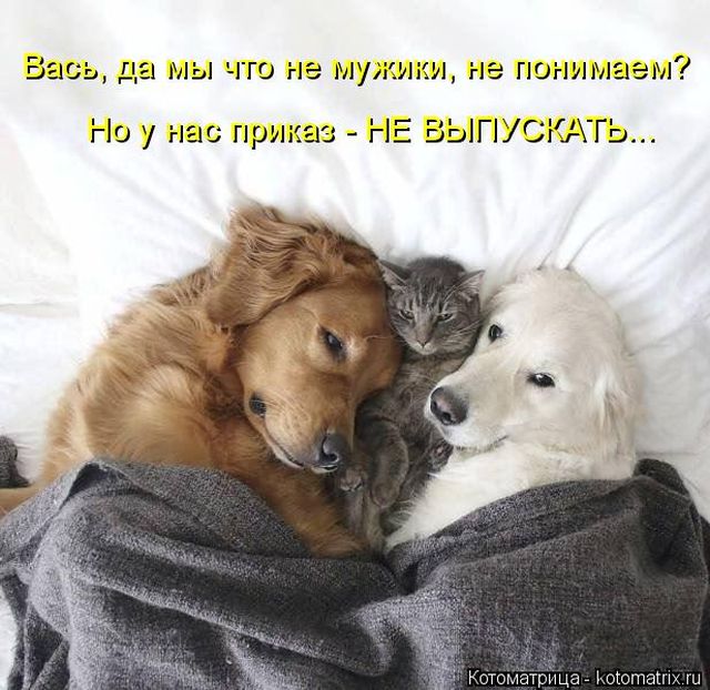 Лучшие котоматрицы недели