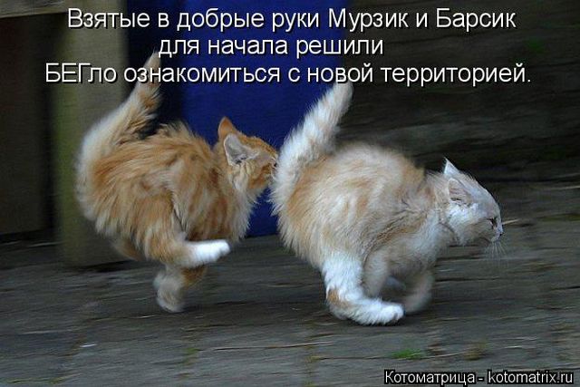 Лучшие котоматрицы недели