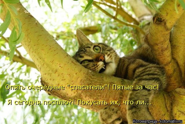 Лучшие котоматрицы недели