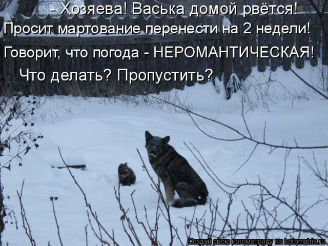 Лучшие котоматрицы недели