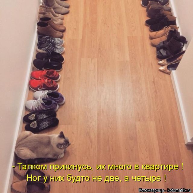 Лучшие котоматрицы недели