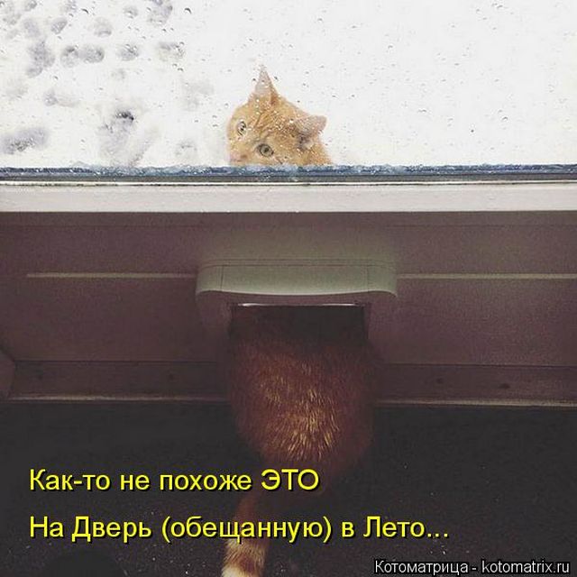 Лучшие котоматрицы недели