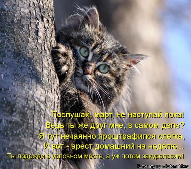 Лучшие котоматрицы недели