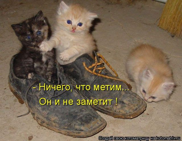 Лучшие котоматрицы недели