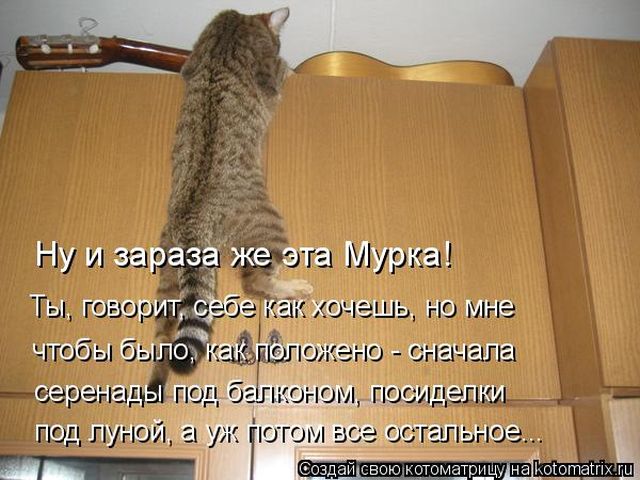 Лучшие котоматрицы недели