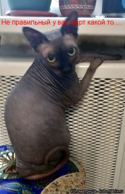 Лучшие котоматрицы недели