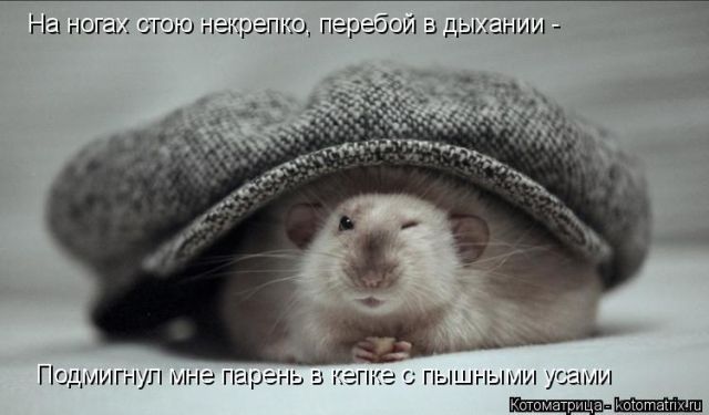 Лучшие котоматрицы недели