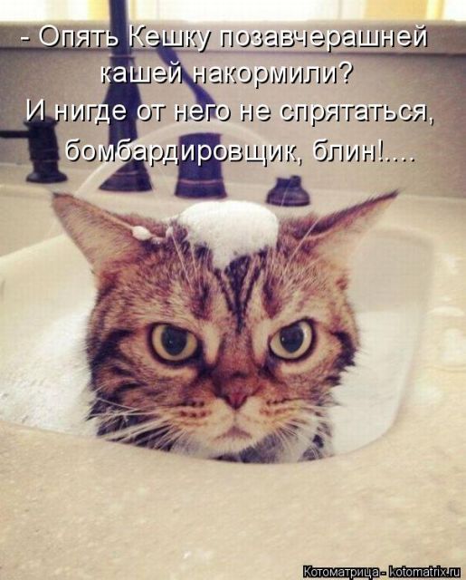 Лучшие котоматрицы недели