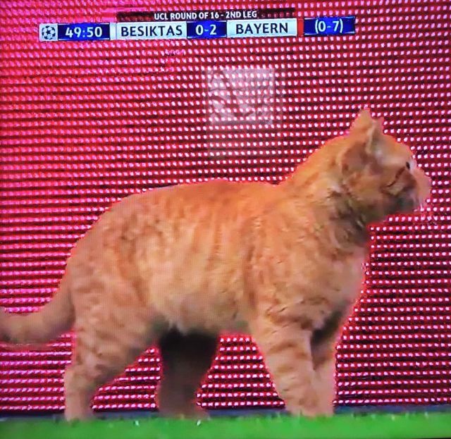 УЕФА открыло дело против турецкого «Бешикташа». Виновник – кот