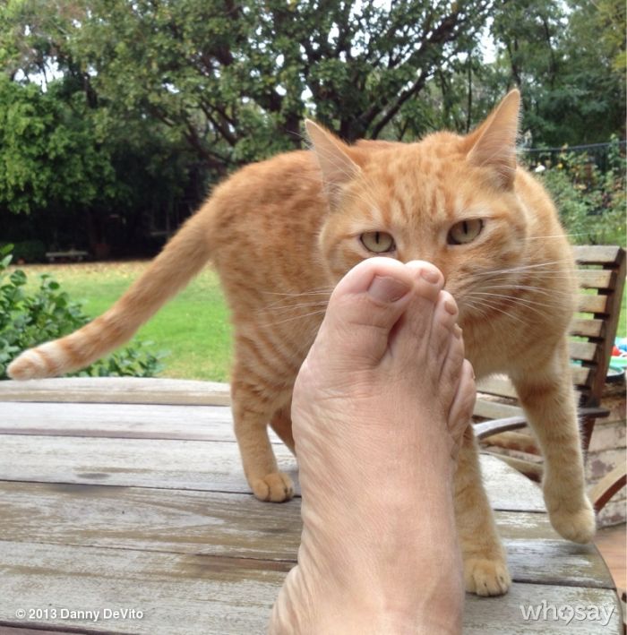 Дэнни Де Вито и приключения ноги тролля