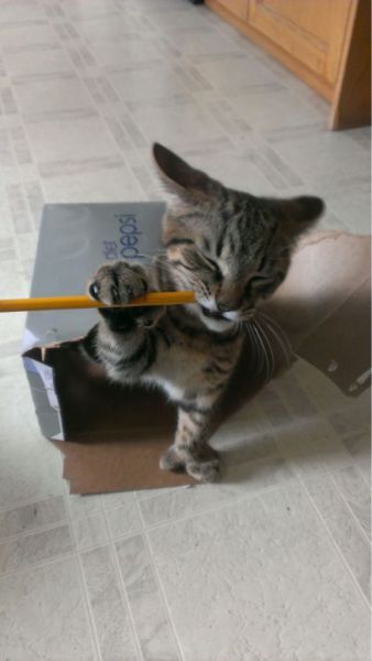 Прикольные картинки  (101 фото)