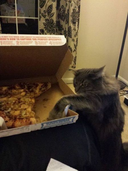 Прикольные картинки  (101 фото)