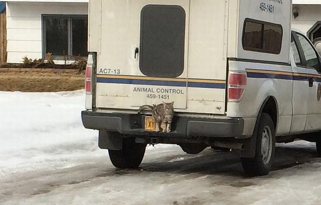 Прикольные картинки  (101 фото)