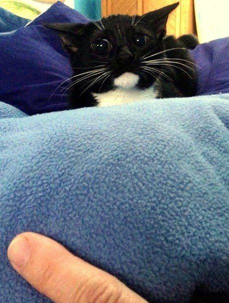 Прикольные картинки  (101 фото)