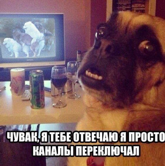 Прикольные картинки  (101 фото)