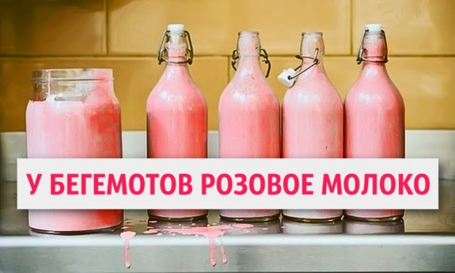 20 фактов, которые звучат как ложь, но это правда