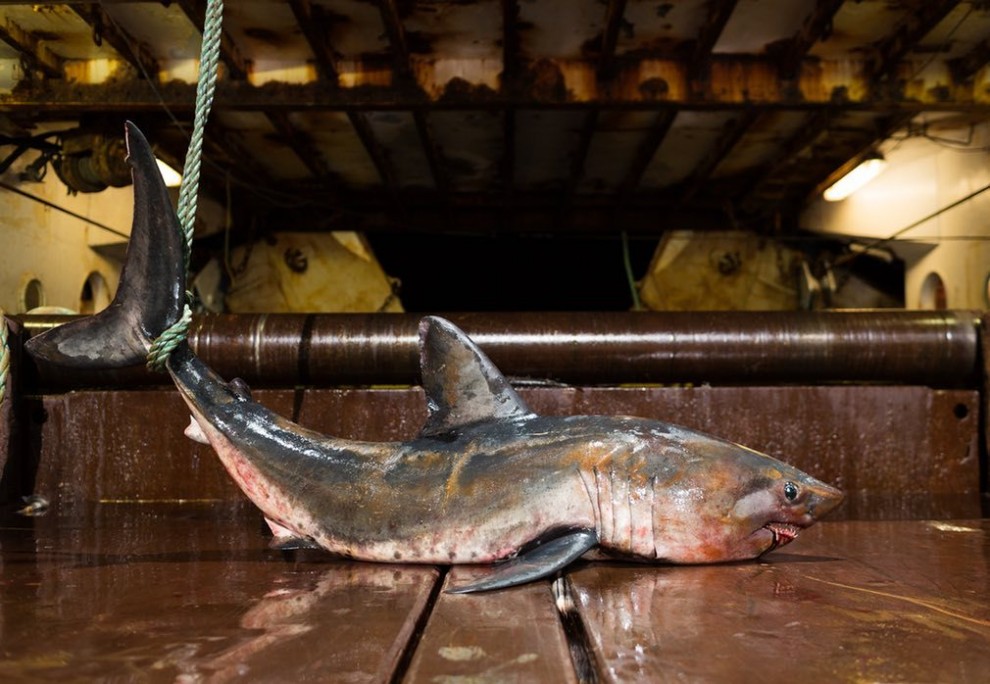 Жизнь фотографа-рыбака с Аляски