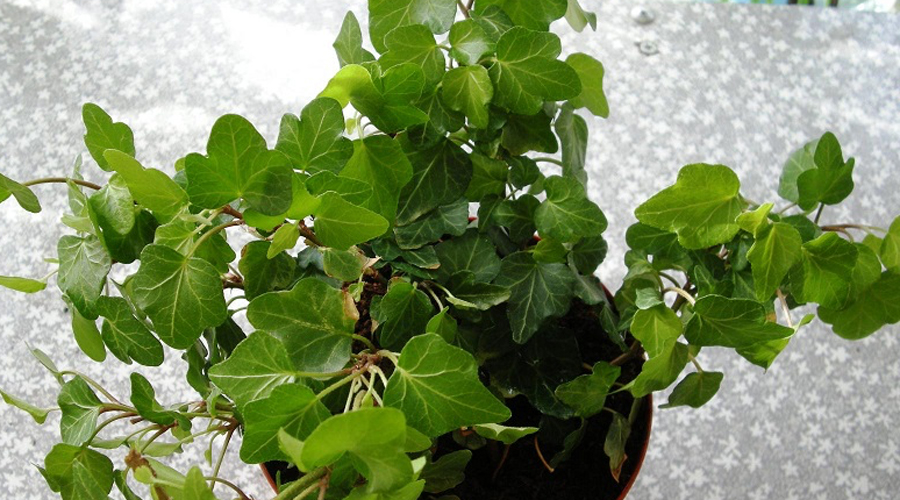 Эти комнатные цветы могут навредить