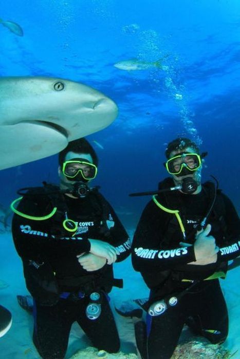 Прикольные картинки