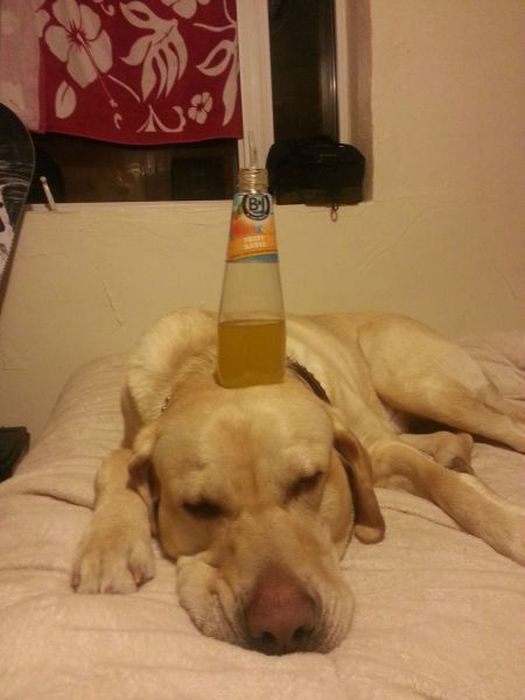 Прикольные картинки