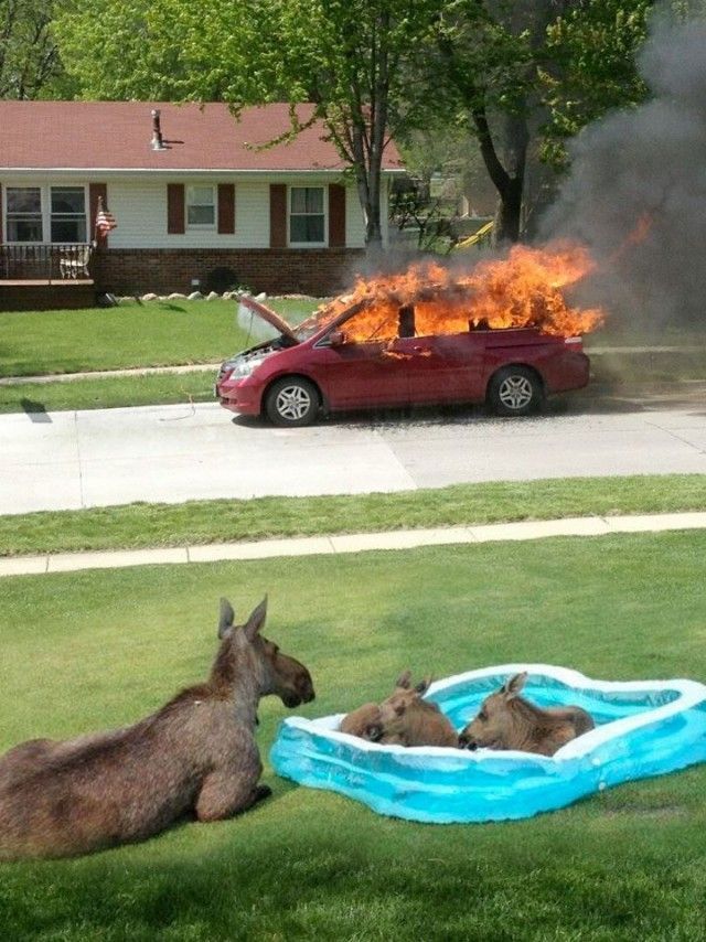 Прикольные картинки