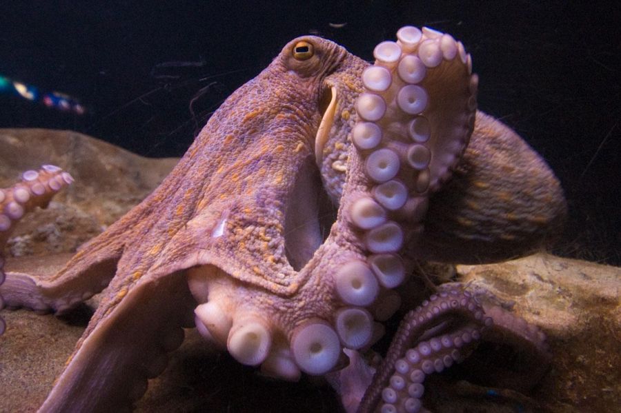 Самые умные животные (10 фото)