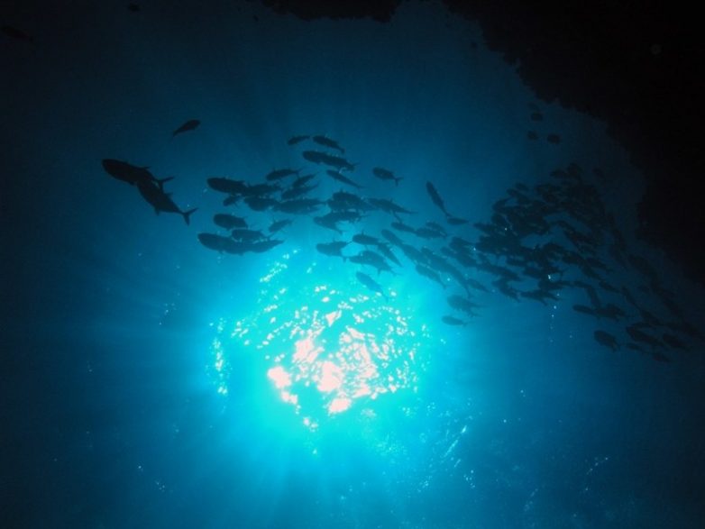 Удивительные факты о морях и океанах