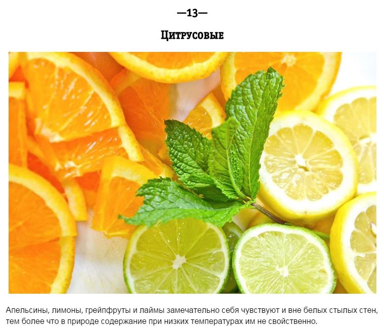 Продукты, которые нельзя хранить в холодильнике